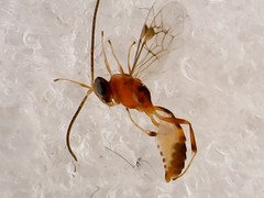 Ichneumonidae