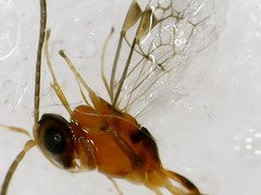 Ichneumonidae