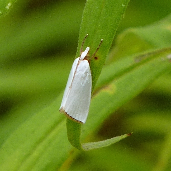 Urola