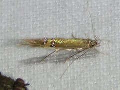 Cosmopterix fernaldella