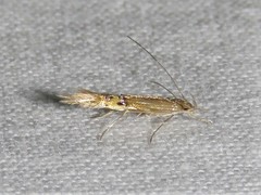 Cosmopterix fernaldella