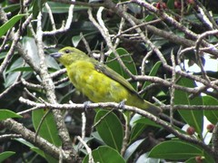 Euphonia laniirostris