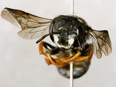 Pseudoanthidium nanum