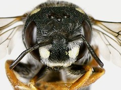 Pseudoanthidium nanum