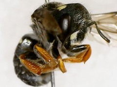 Pseudoanthidium nanum