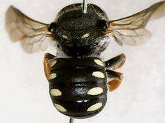 Pseudoanthidium nanum