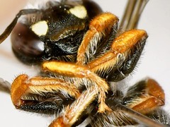 Pseudoanthidium nanum