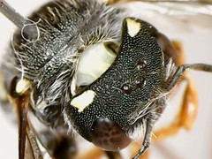 Pseudoanthidium nanum