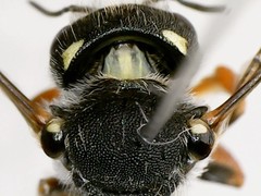 Pseudoanthidium nanum