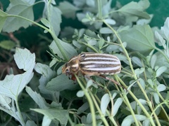 Polyphylla decemlineata