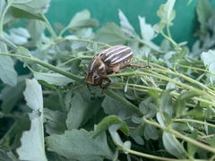 Polyphylla decemlineata