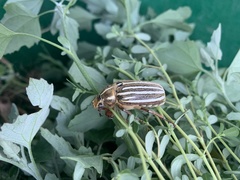 Polyphylla decemlineata