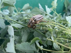 Polyphylla decemlineata