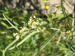 Vincetoxicum sibiricum