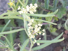 Vincetoxicum sibiricum