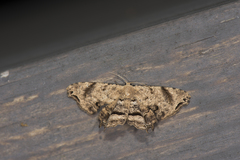 Dysaethria fulvihamata