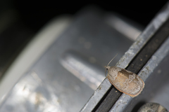 Ebodina elephantodes