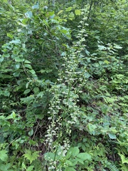 Veratrum hybridum