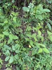 Veratrum hybridum