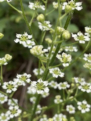 Veratrum hybridum