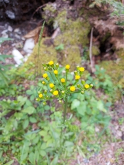 Senecio grandiflorus