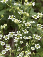 Veratrum hybridum