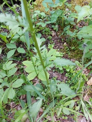 Senecio grandiflorus
