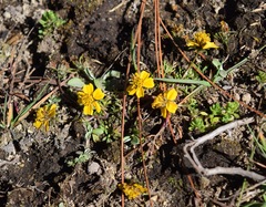 Bidens anthemoides