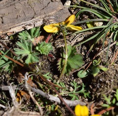 Bidens anthemoides