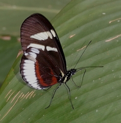 Heliconius cydno cydnides