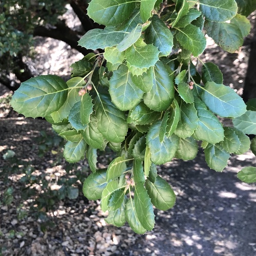 photo of Coast Live Oak (Quercus agrifolia)