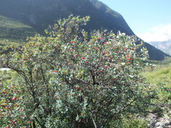 Lonicera microphylla