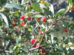 Lonicera microphylla