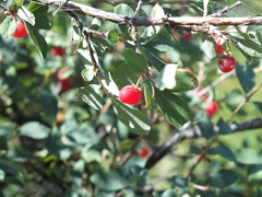 Lonicera microphylla