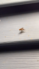 Chrysopilus quadratus