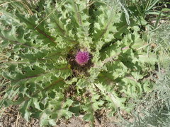 Cirsium scariosum congdonii