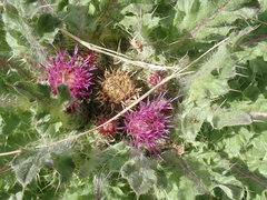 Cirsium scariosum congdonii