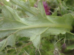 Cirsium scariosum congdonii
