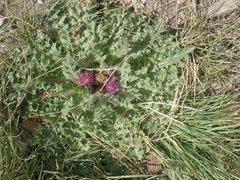 Cirsium scariosum congdonii
