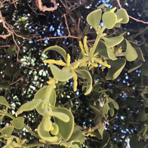 photo of Oak Mistletoe (Phoradendron villosum)