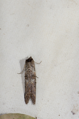 Lophoptera longipennis