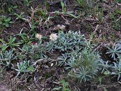 Berroa gnaphalioides