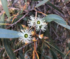 Eucalyptus diversifolia
