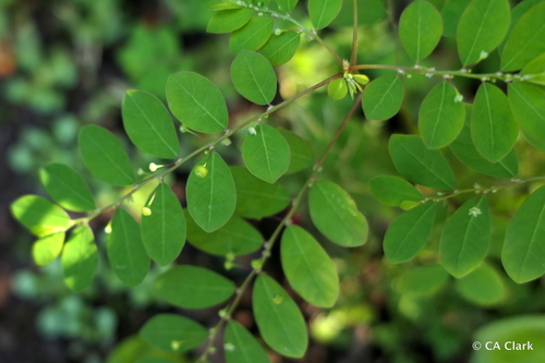 Phyllanthus tenellus