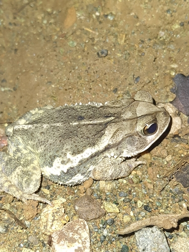 Incilius campbelli image