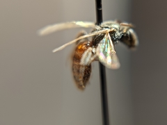 Lasioglossum hudsoniellum