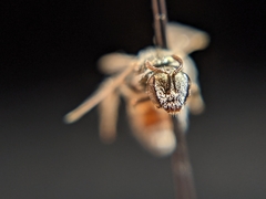 Lasioglossum hudsoniellum