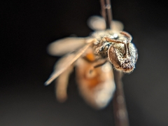 Lasioglossum hudsoniellum