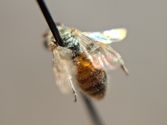 Lasioglossum hudsoniellum