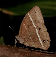 Parataygetis lineata